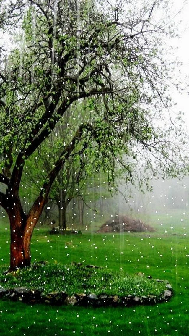 Free Download Beautiful Rain Naruto Wallpaper Page 101838 (640 x 1136)