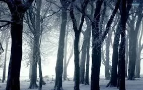Free Download Naruto Snow Forest Wallpaper Page 1106286 (284 x 178)