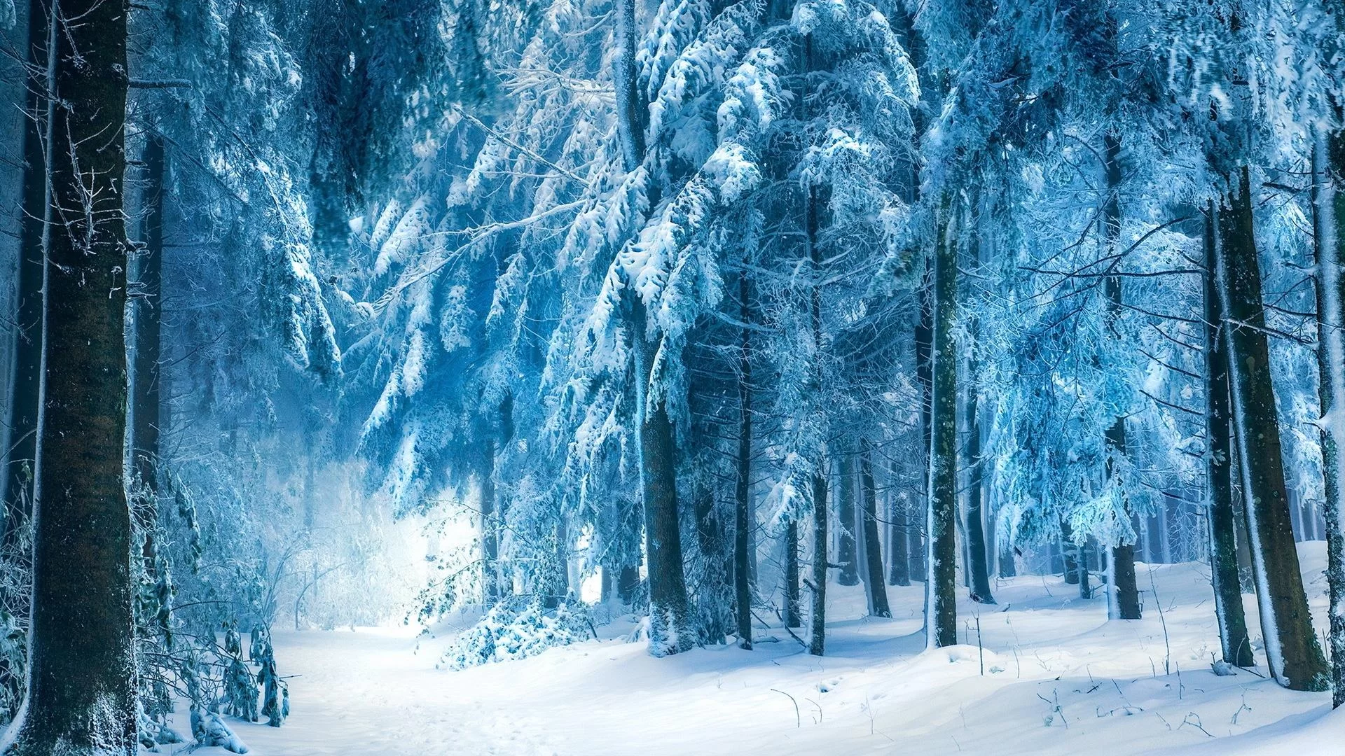 Free Download Naruto Snow Forest Wallpaper Page 1106303 (1920 x 1080)