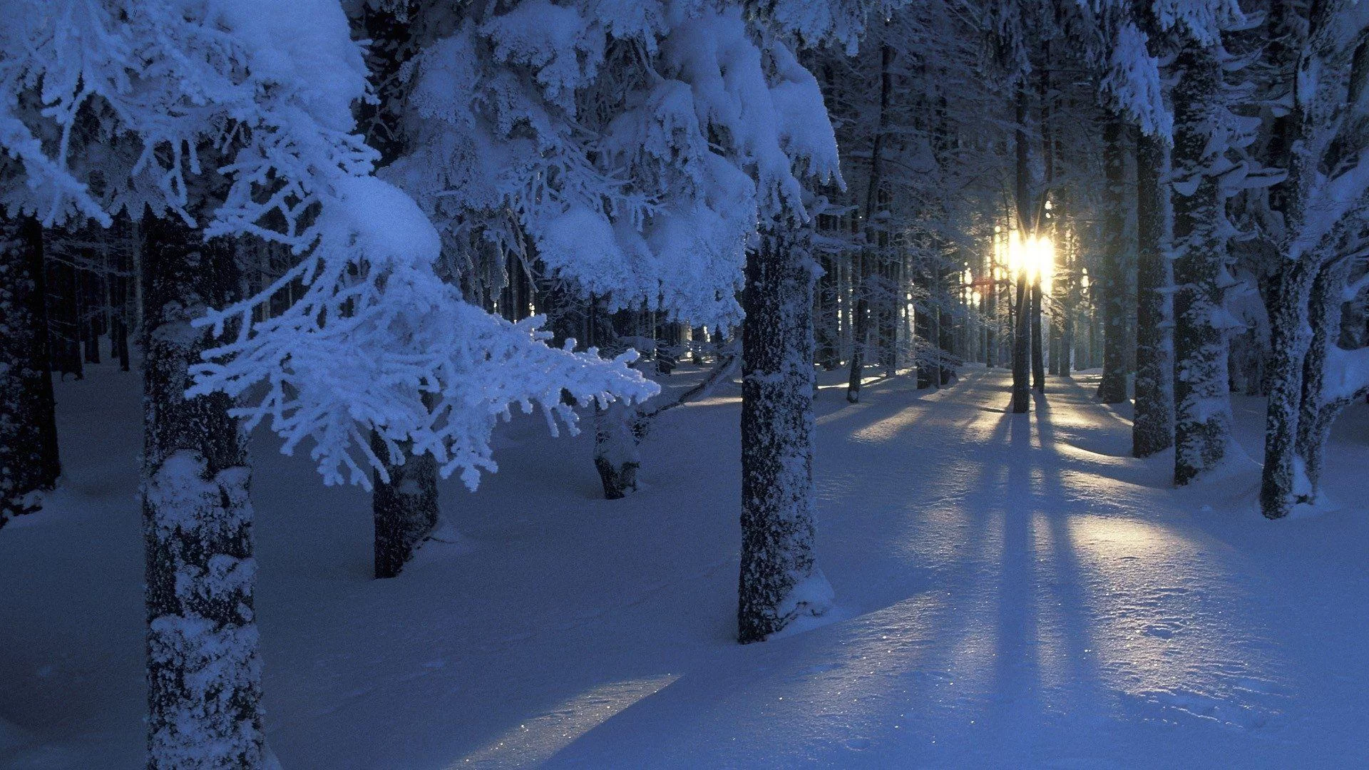 Free Download Naruto Snow Forest Wallpaper Page 1106309 (1920 x 1080)