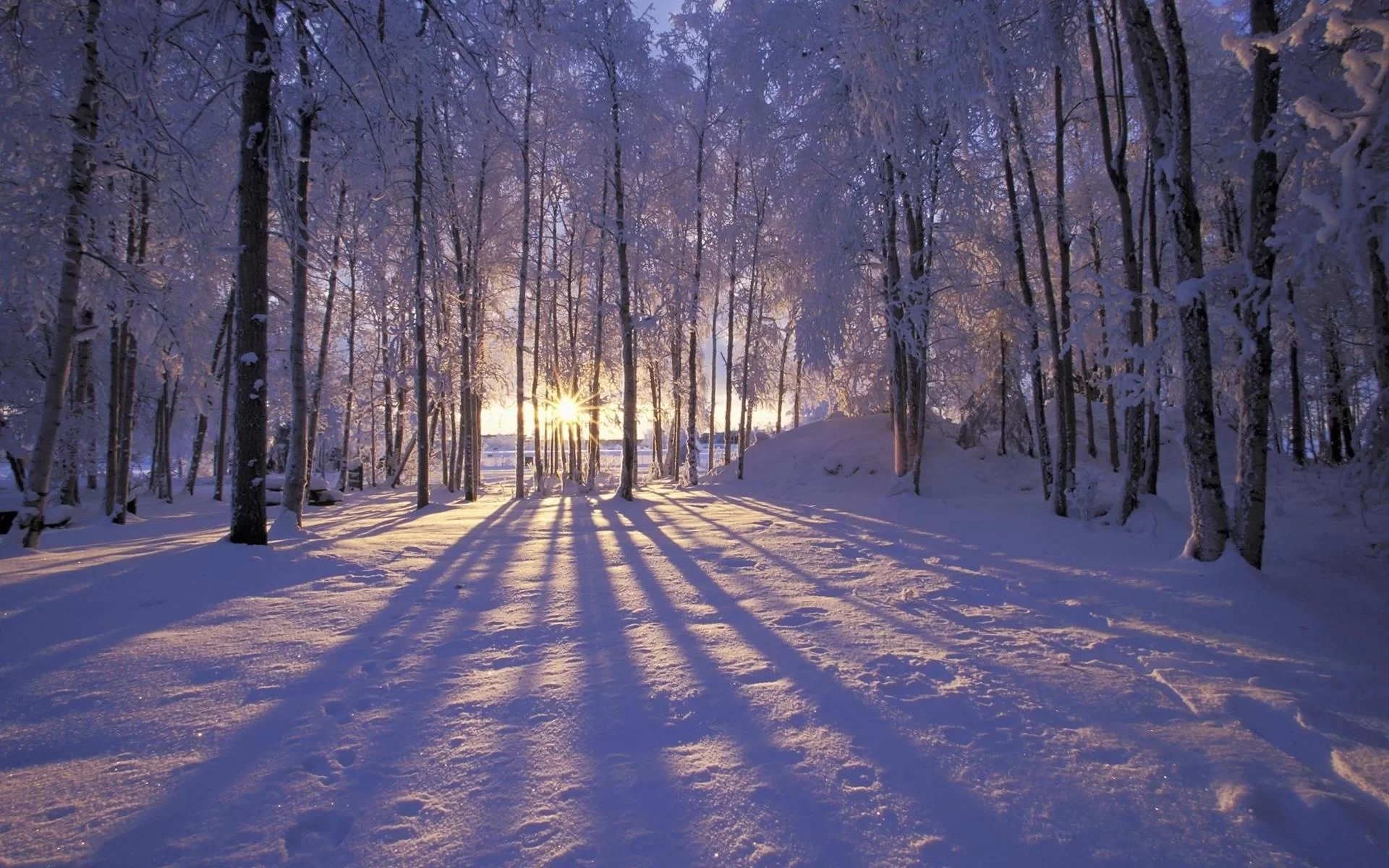 Free Download Naruto Snow Forest Wallpaper Page 1106312 (1920 x 1200)