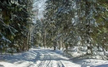 Free Download Naruto Snow Forest Wallpaper Page 1106326 (350 x 219)