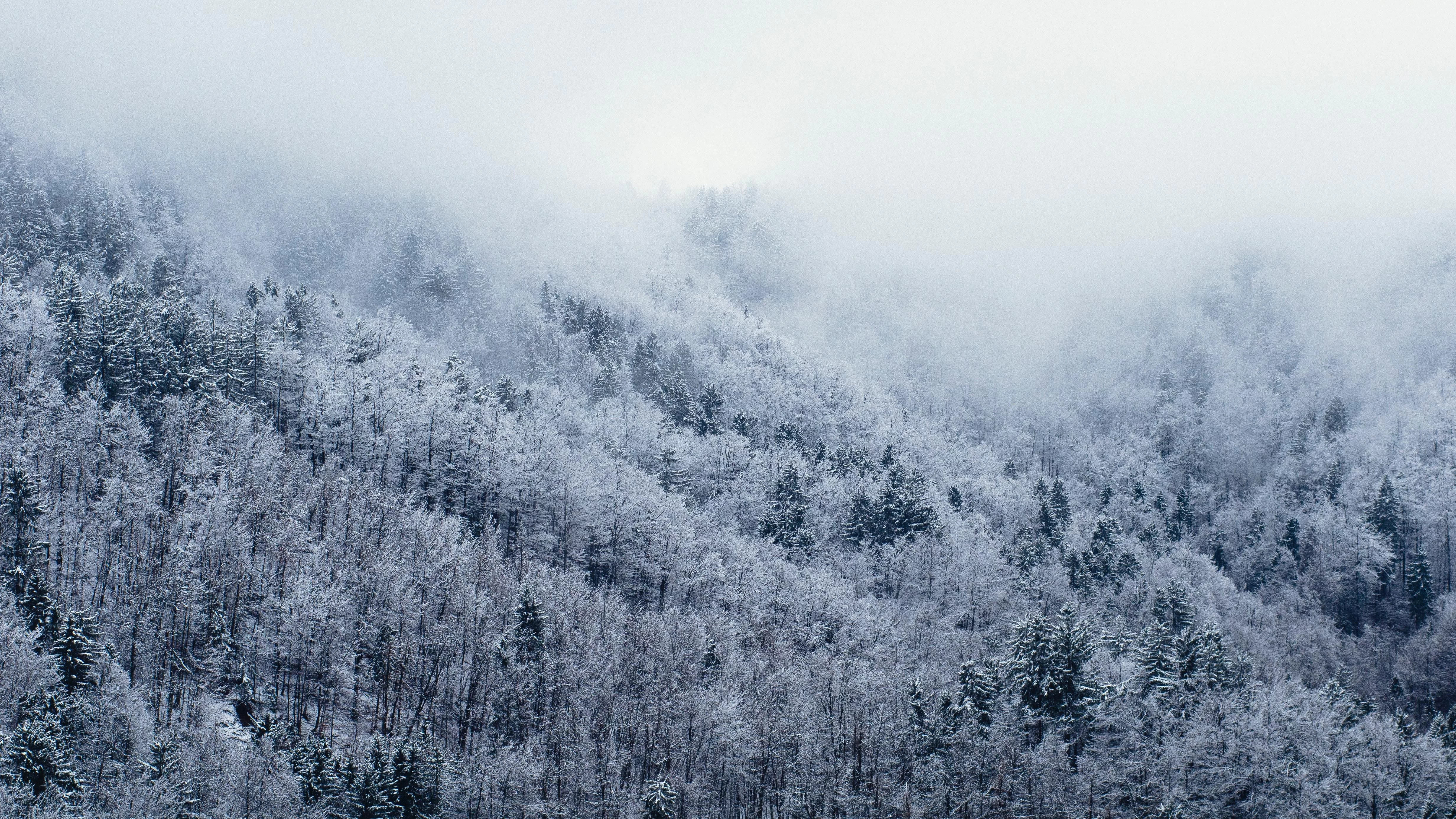 Free Download Naruto Snow Forest Wallpaper Page 1106329 (4928 x 2772)
