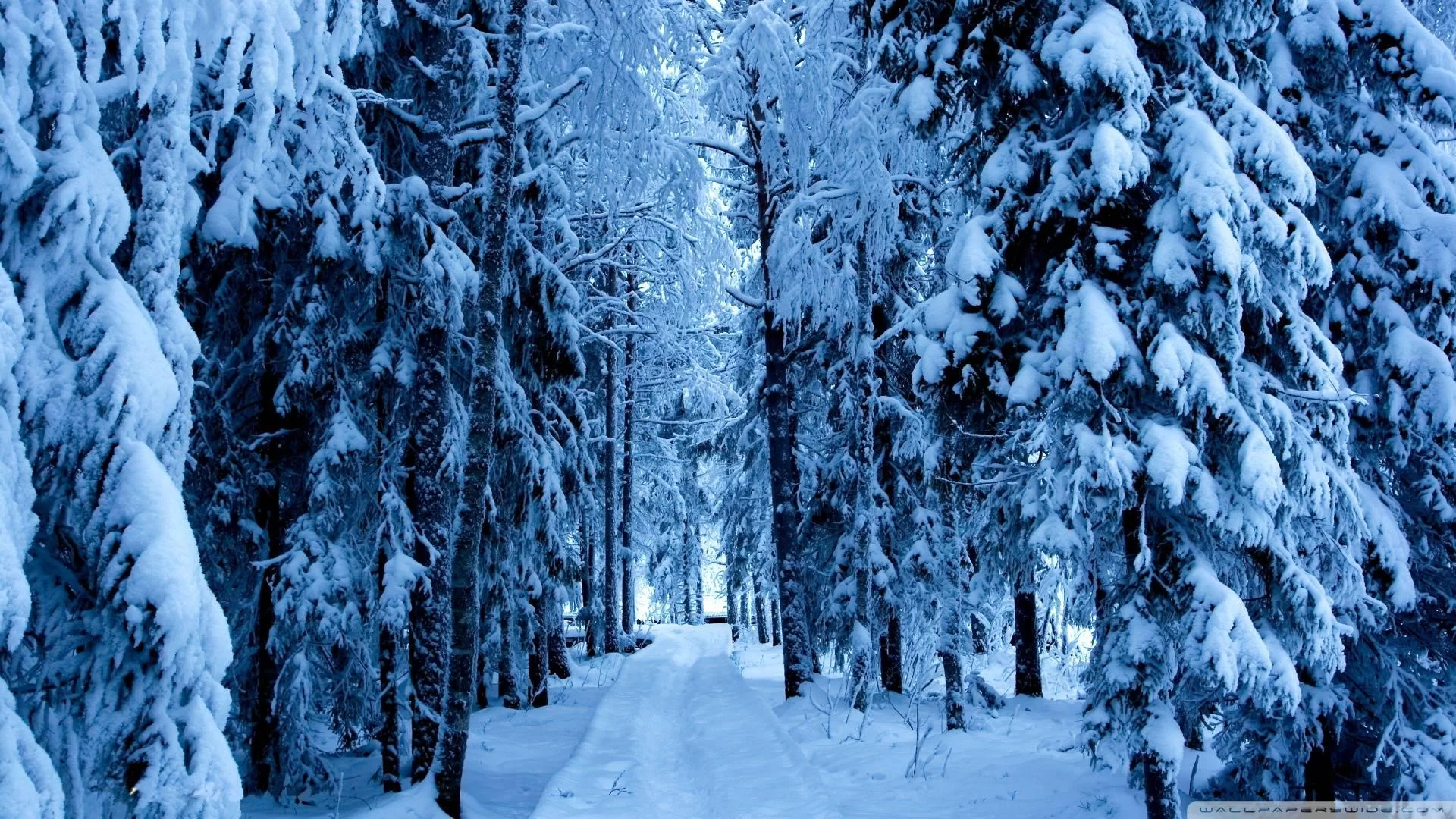 Free Download Naruto Snow Forest Wallpaper Page 1106333 (1920 x 1080)