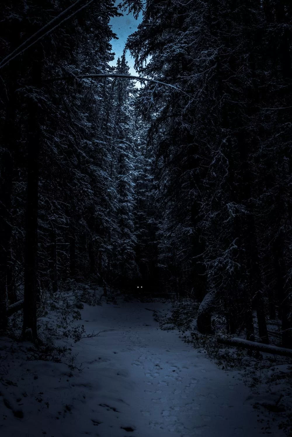 Free Download Naruto Snow Forest Wallpaper Page 1106341 (1000 x 1498)