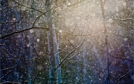 Free Download Naruto Snow Forest Wallpaper Page 1106344 (450 x 281)