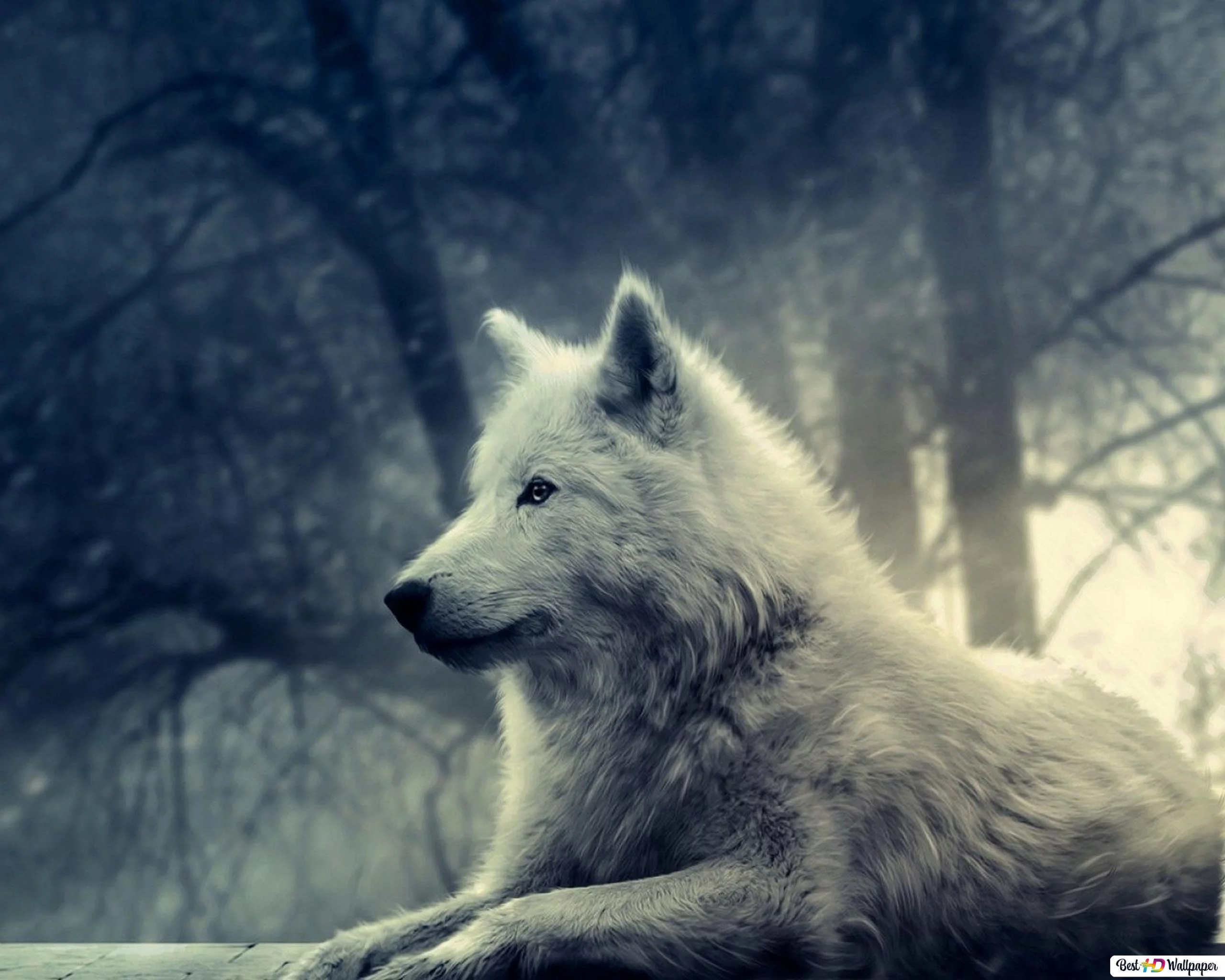 Free Download Naruto White Wolf Wallpaper Page 1511227 (2560 x 2048)