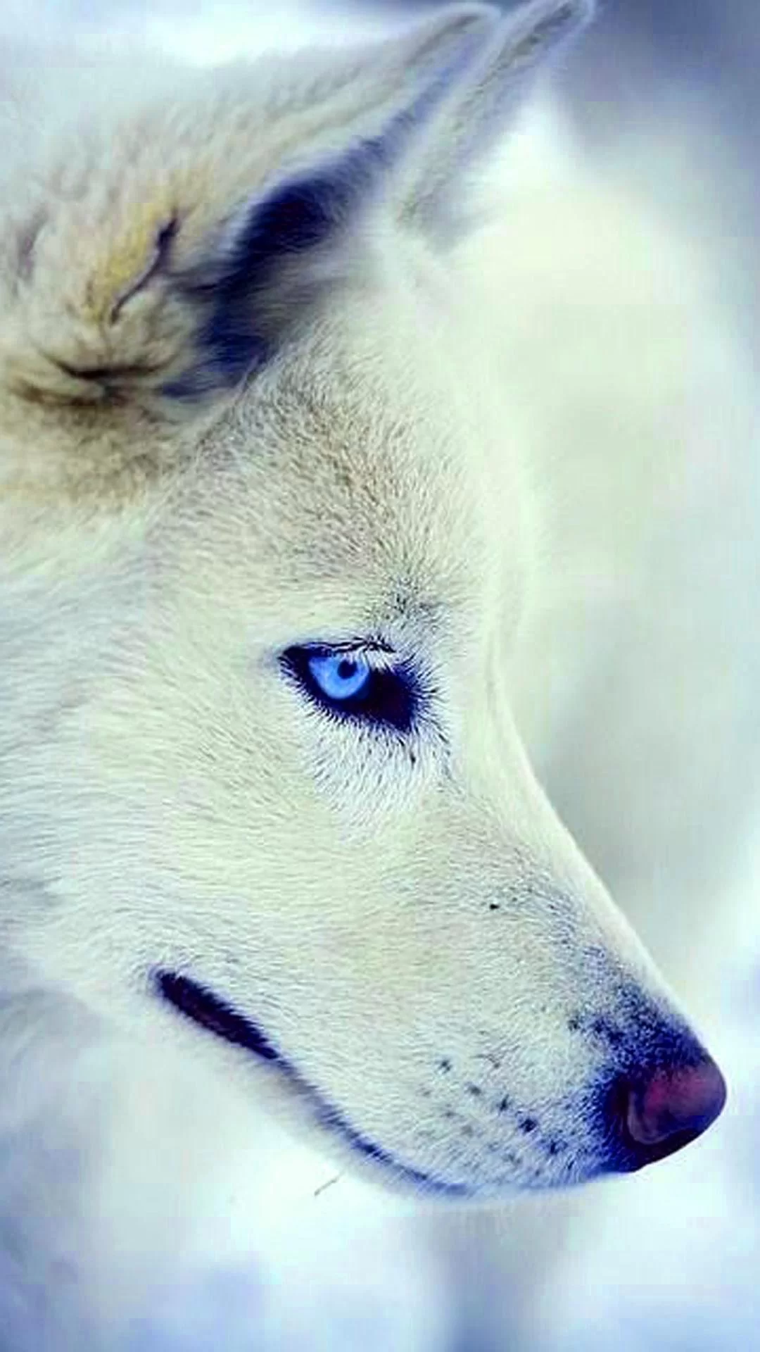 Free Download Naruto White Wolf Wallpaper Page 1511239 (1080 x 1920)