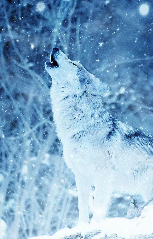 Free Download Naruto White Wolf Wallpaper Page 1511253 (513 x 800)