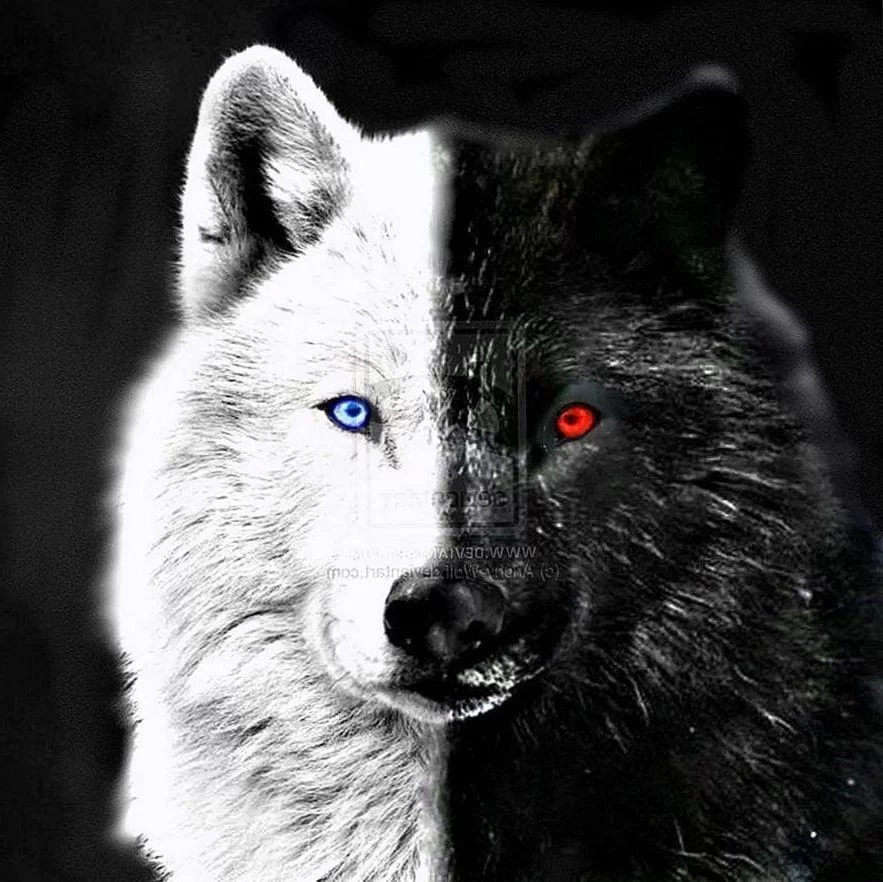 Free Download Naruto White Wolf Wallpaper Page 1511258 (883 x 882)