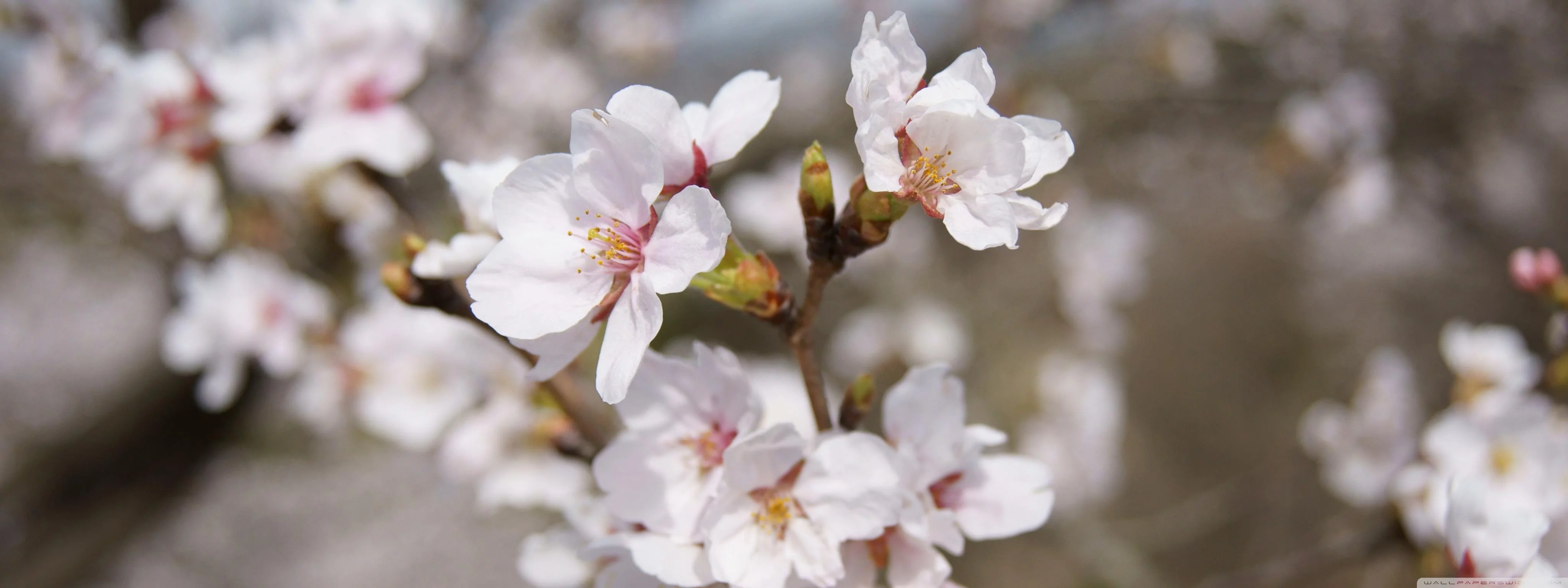 Free Download Dual Monitor Sakura Naruto Wallpaper Page 219213 (4096 x 1536)