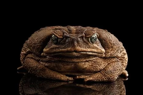 Free Download King Toad Naruto Wallpaper Page 334458 (465 x 310)