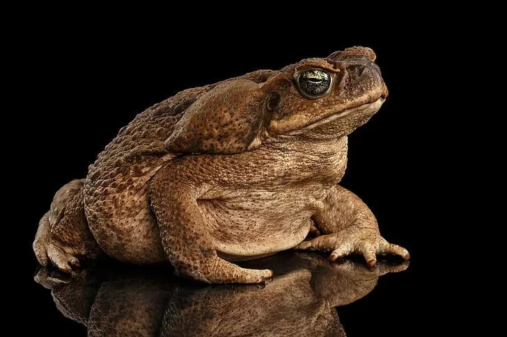 Free Download King Toad Naruto Wallpaper Page 334463 (728 x 485)