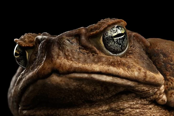 Free Download King Toad Naruto Wallpaper Page 334475 (728 x 485)