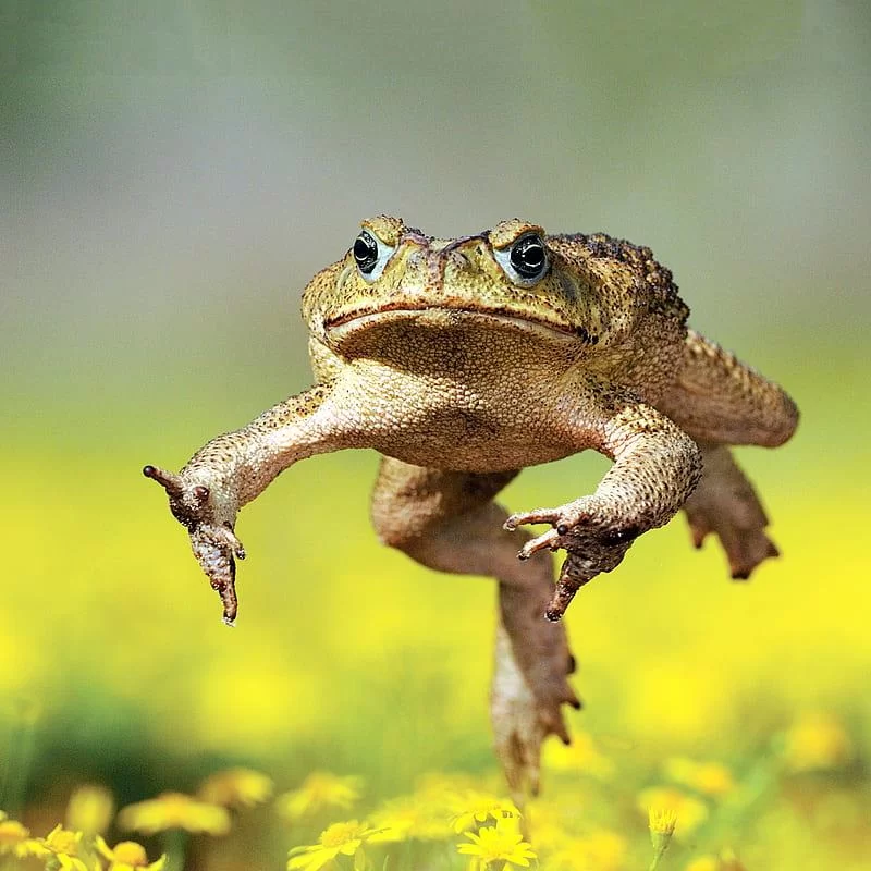 Free Download King Toad Naruto Wallpaper Page 334487 (800 x 800)