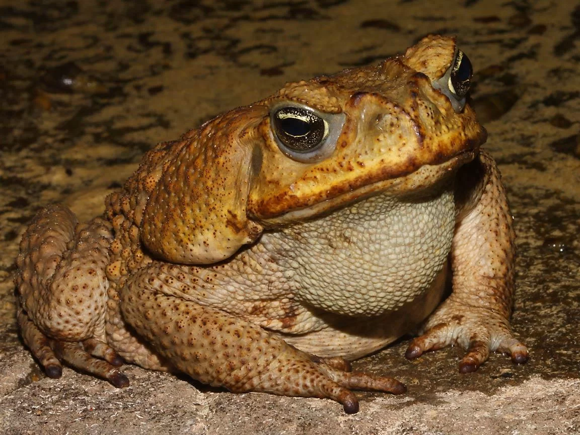 Free Download King Toad Naruto Wallpaper Page 334493 (1152 x 864)