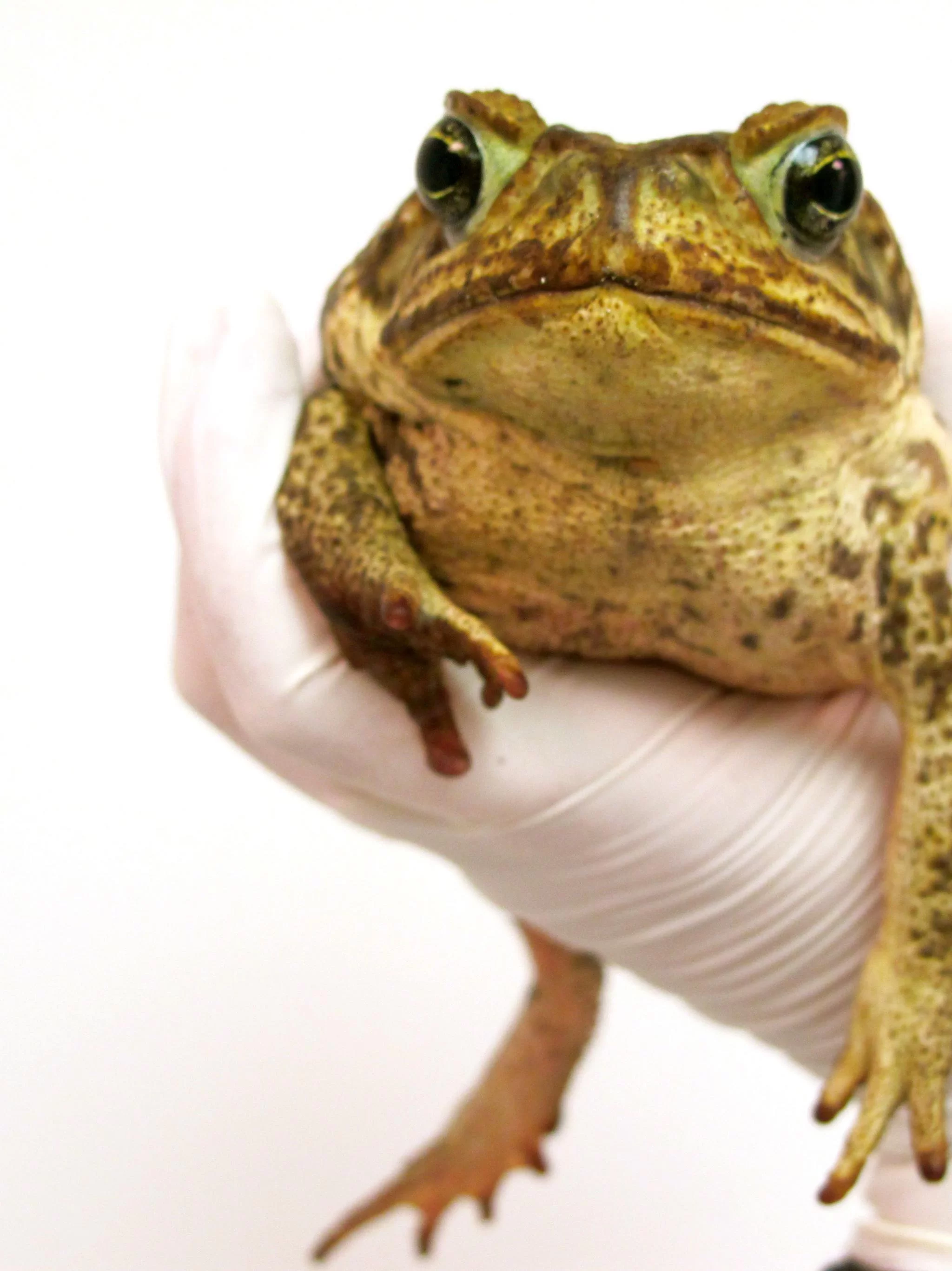 Free Download King Toad Naruto Wallpaper Page 334497 (2048 x 2732)
