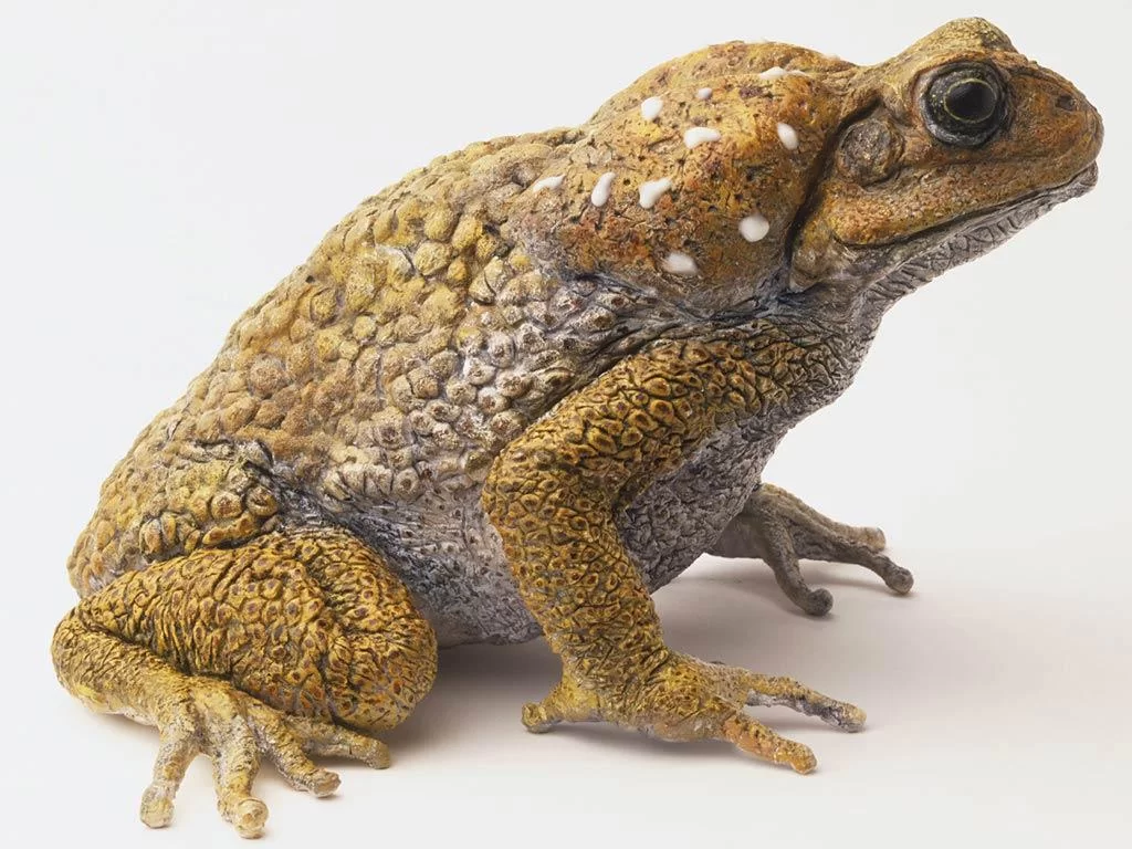 Free Download King Toad Naruto Wallpaper Page 334511 (1024 x 768)