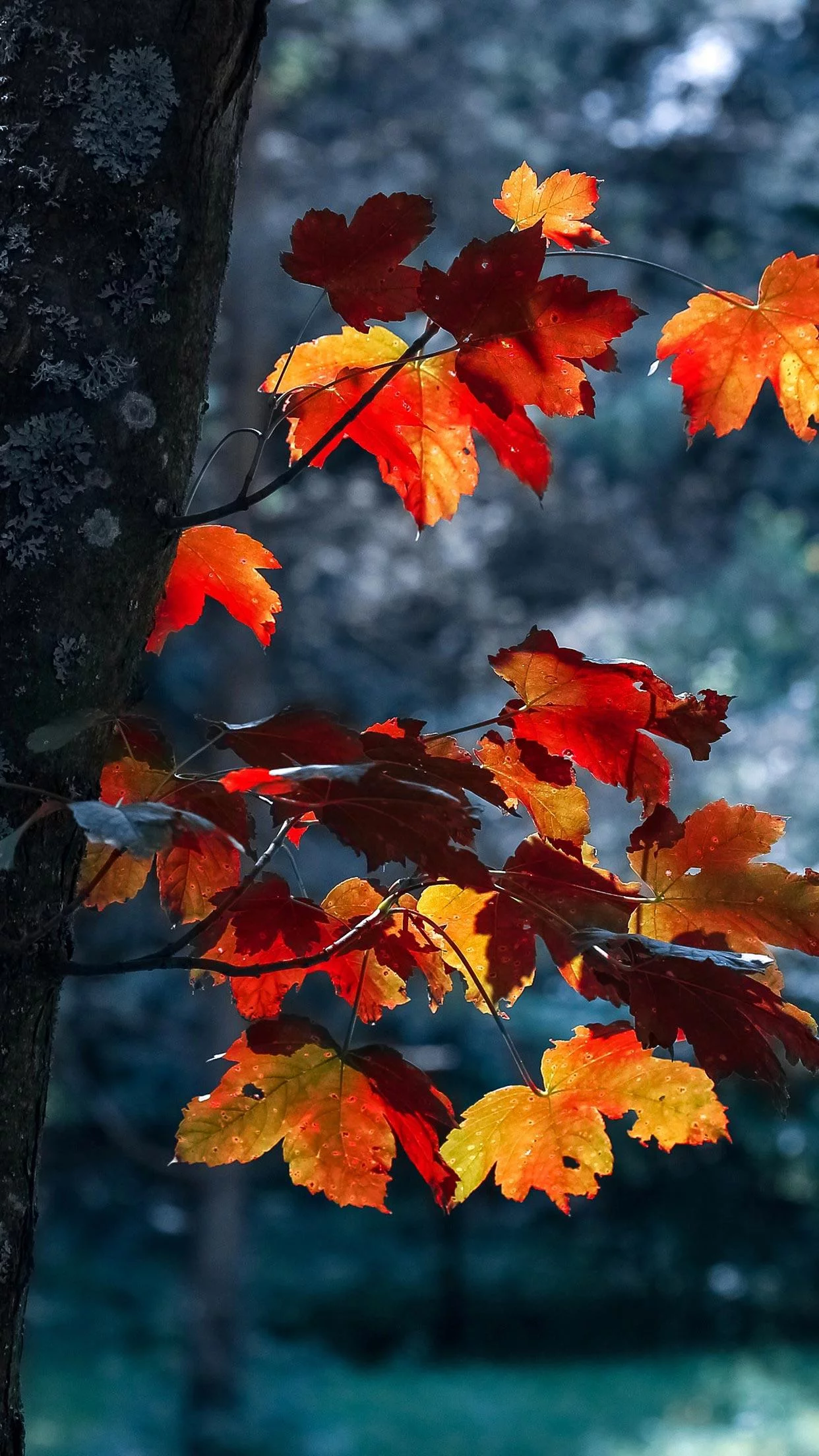 Free Download Naruto Autumn Aesthetic Wallpaper Page 500770 (1242 x 2208)