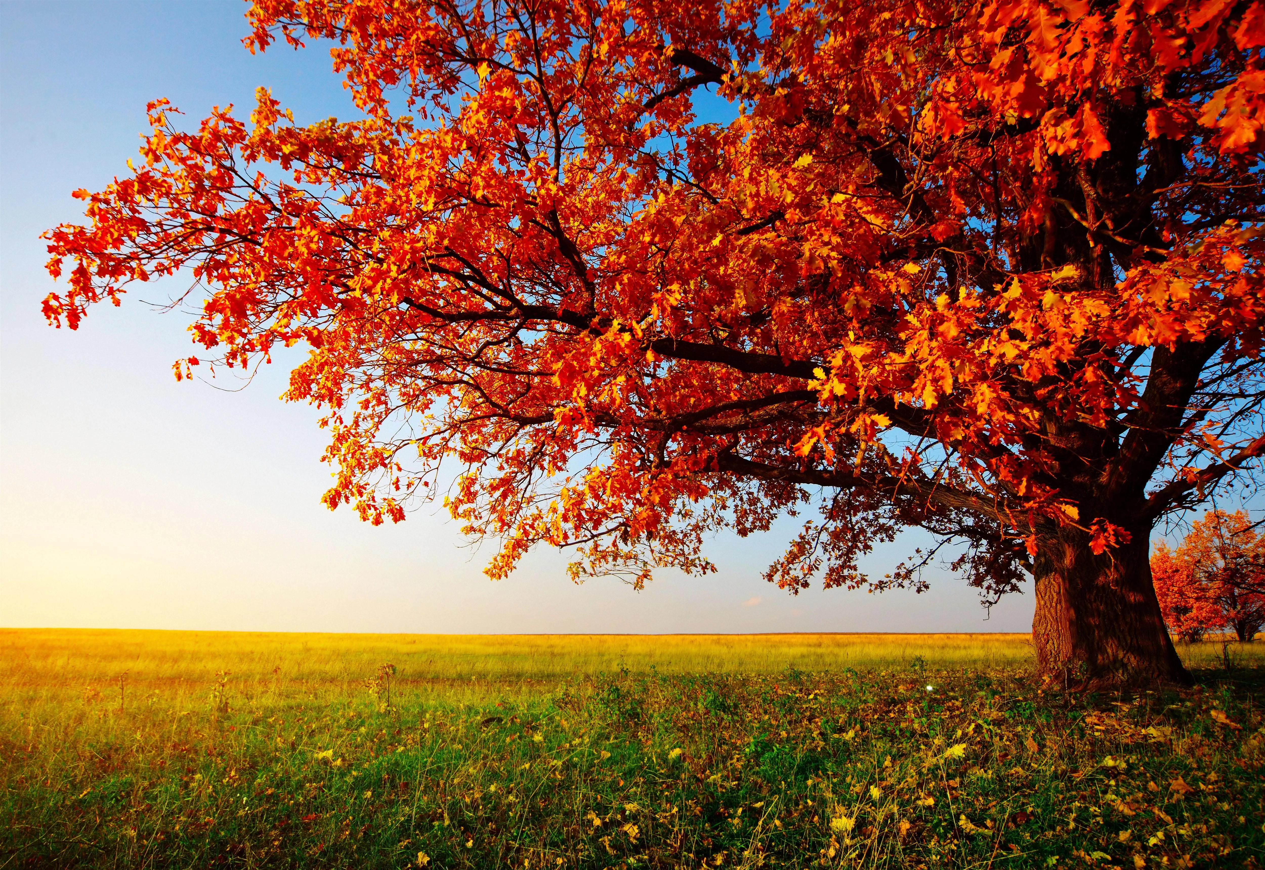 Free Download Naruto Autumn Aesthetic Wallpaper Page 500778 (5000 x 3441)