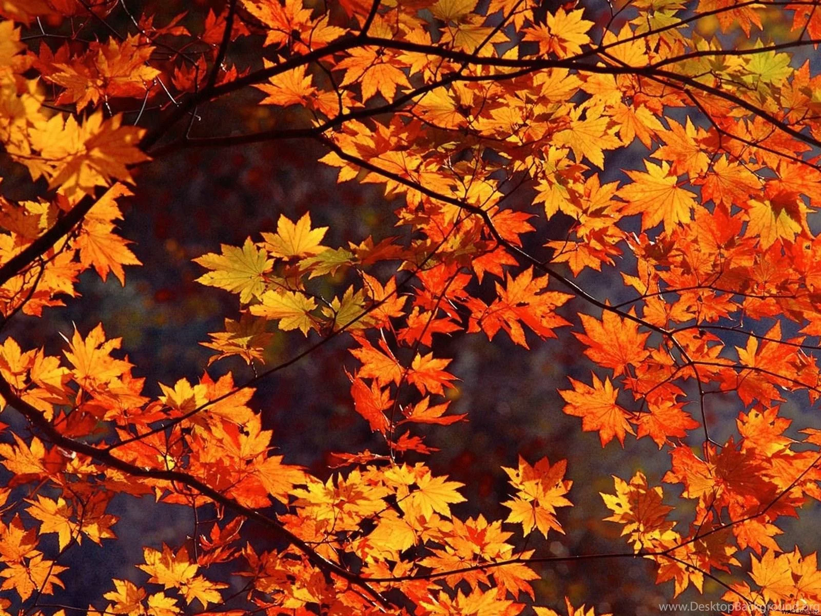 Free Download Naruto Autumn Aesthetic Wallpaper Page 500781 (1600 x 1200)