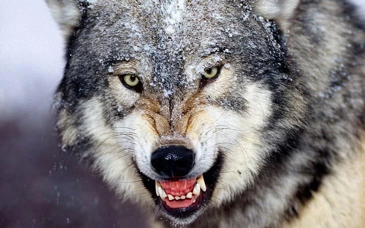 Free Download Naruto Fang Wolf Wallpaper Page 553129 (728 x 455)