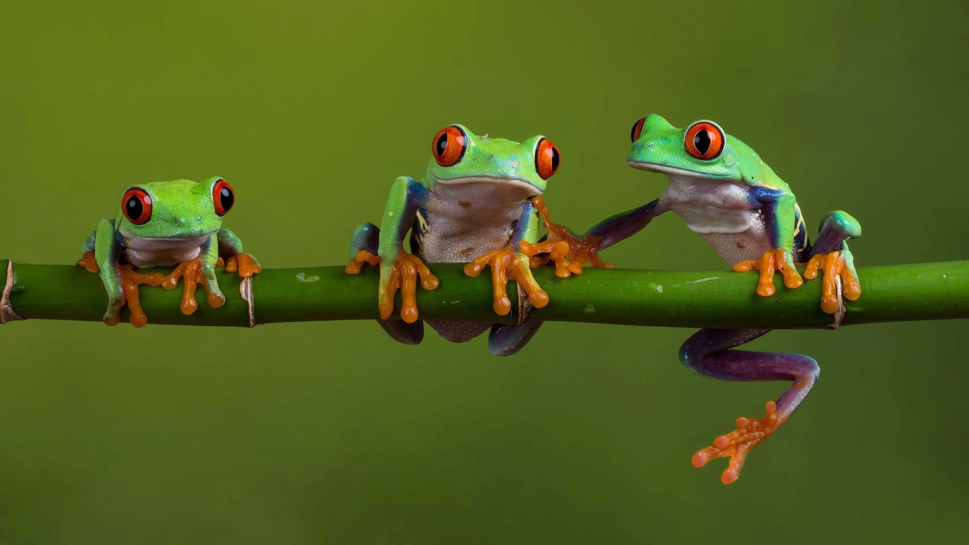 Free Download Naruto Frog Wallpaper 4k Page 554941 (3840 x 2160)