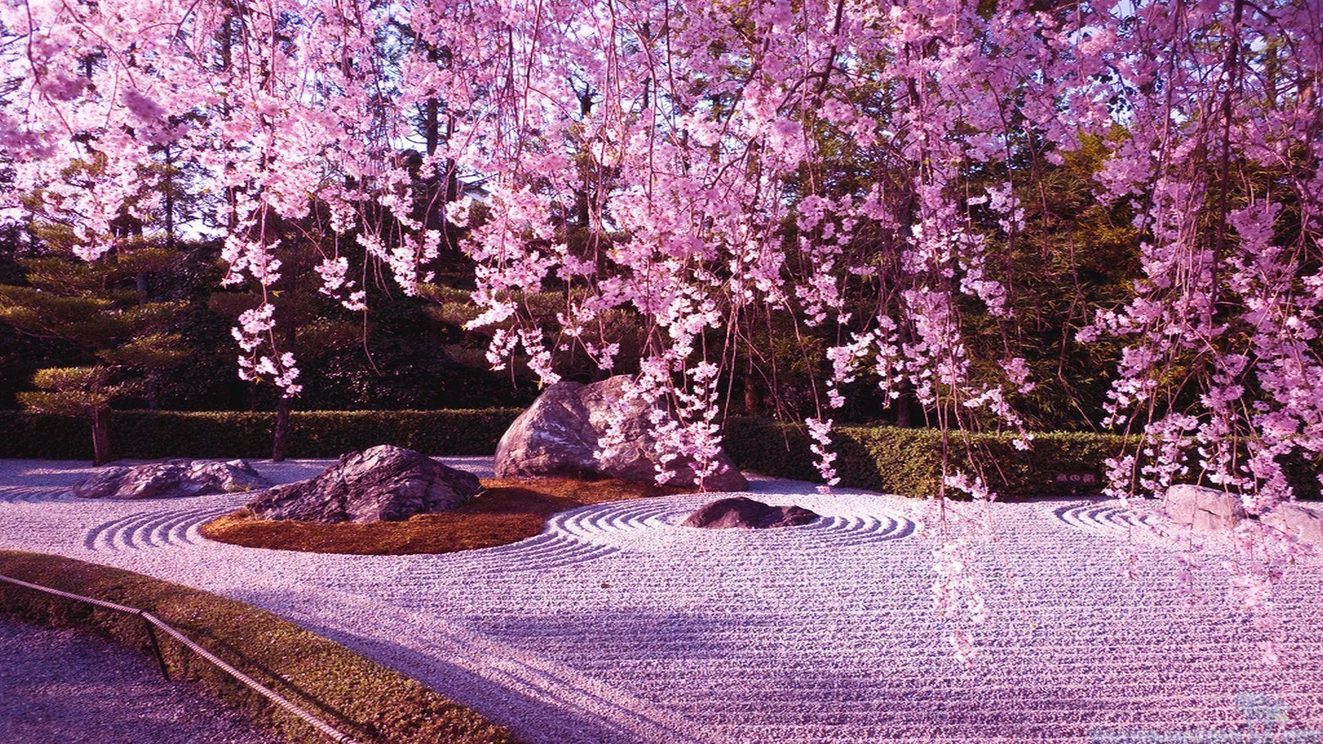 Free Download Naruto Sakura Blossoanime Wallpaper Page 815467 (1920 x 1080)