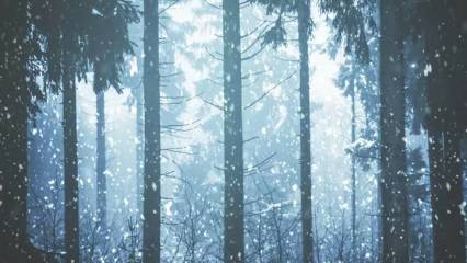 Naruto Snow Forest Wallpaper
